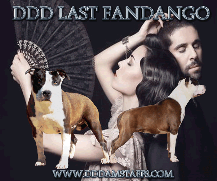 DDDawgs Last Fandango